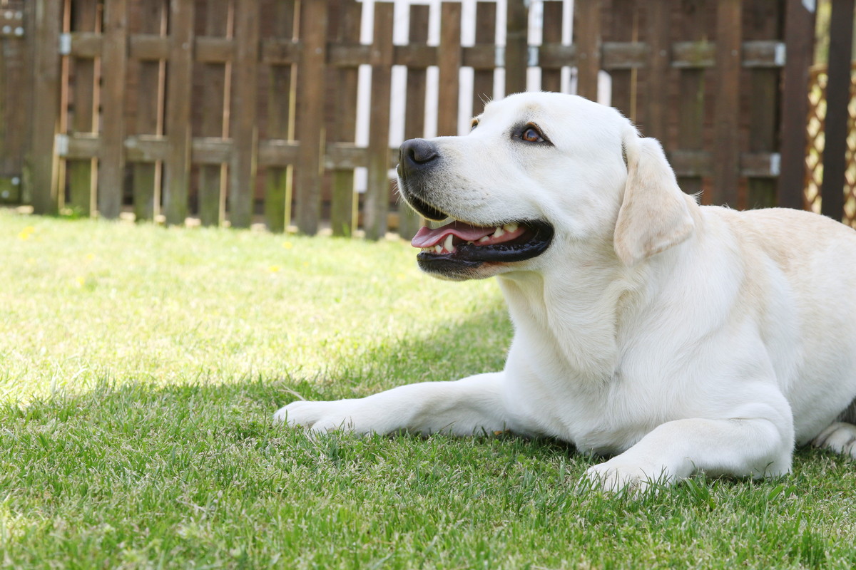 Animathlete with many cases