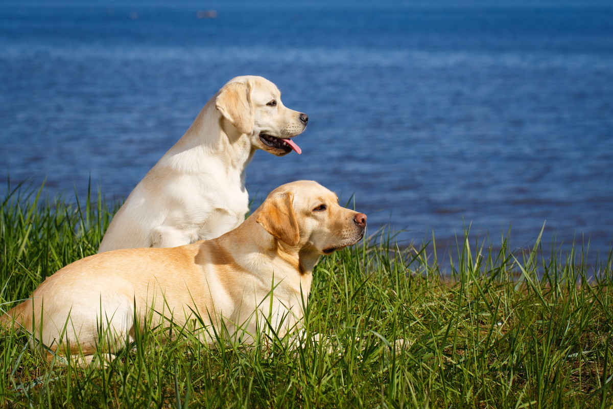犬の腸内フローラを整えるお手頃料金のサプリならアニマスリート Animathlete