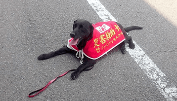 犬のイメージ画像