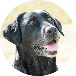 犬のイメージ画像