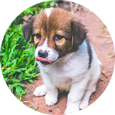 犬のイメージ画像