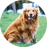 犬のイメージ画像