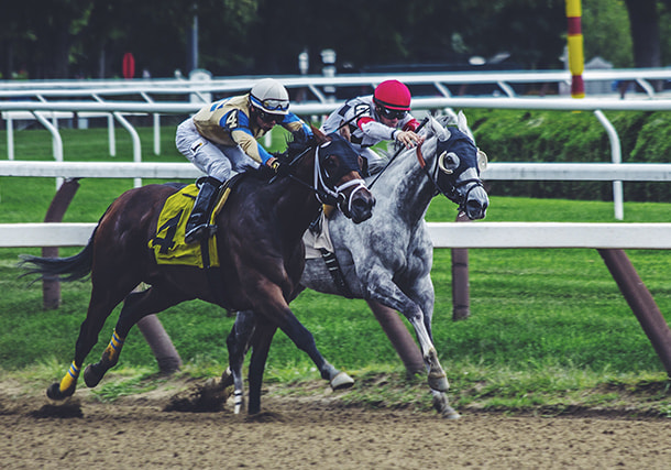 犬のイメージ画像