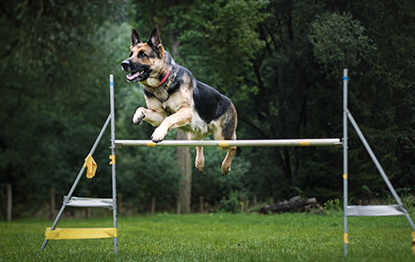 犬のイメージ画像