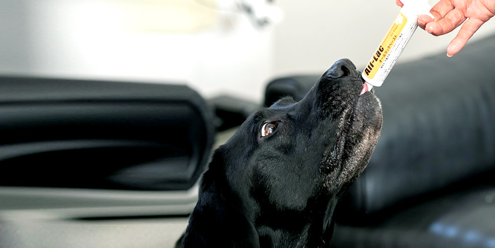 犬のイメージ画像