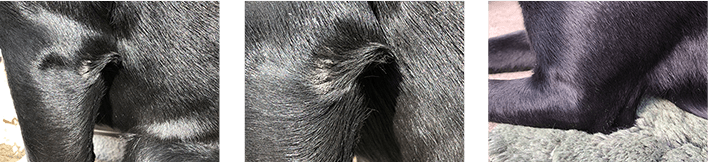 犬のイメージ画像