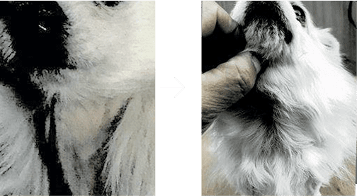 犬のイメージ画像