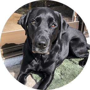 犬のイメージ画像