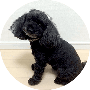 犬のイメージ画像