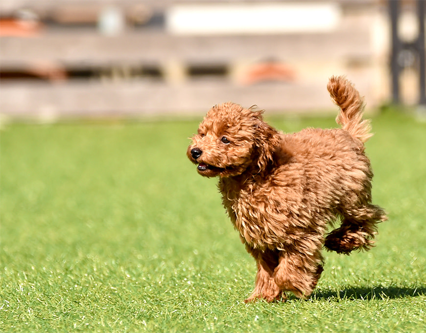 犬のイメージ画像