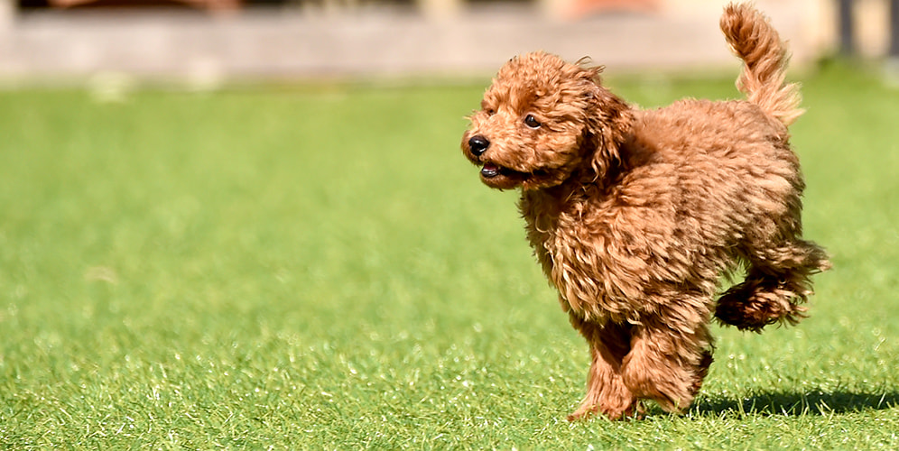 犬の腸内環境に働きかけるサプリなら | 犬のイメージ画像