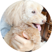 鳩のイメージ画像