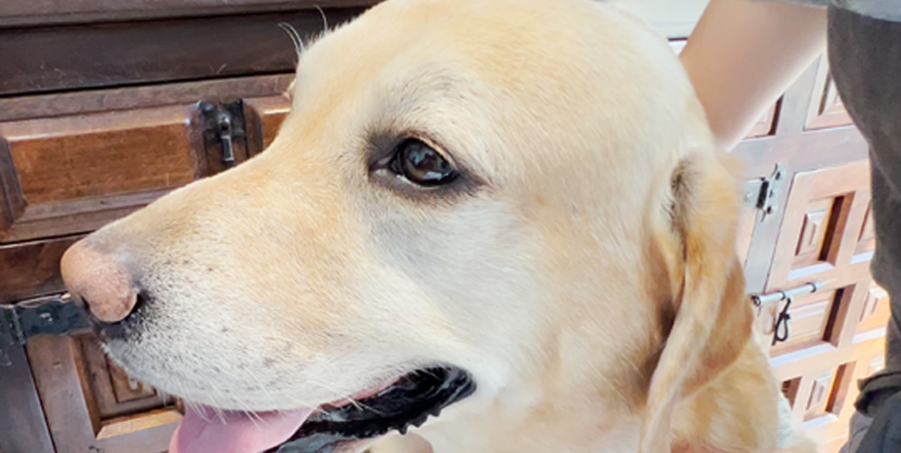 犬のイメージ画像