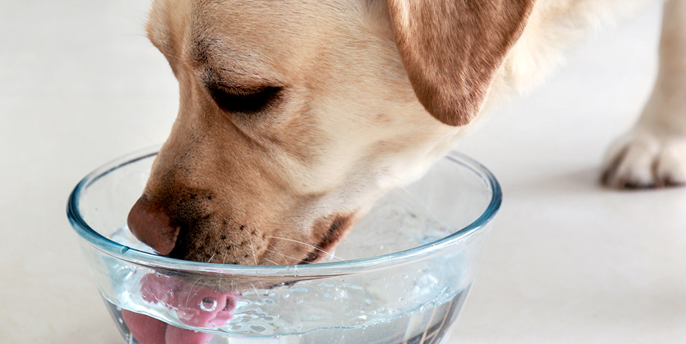 犬の腸内環境に働きかけるサプリをお探しなら | 犬のイメージ画像