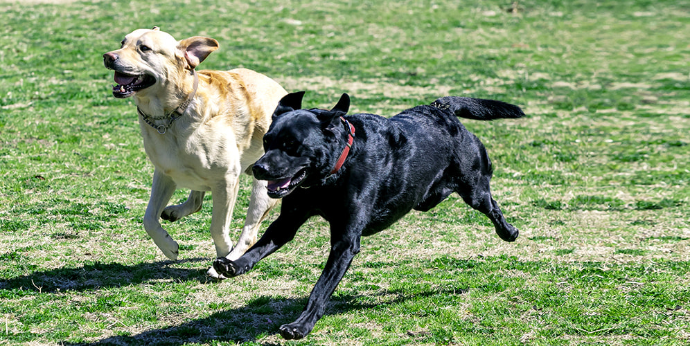 犬のイメージ画像