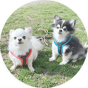 犬のイメージ画像