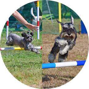 犬のイメージ画像