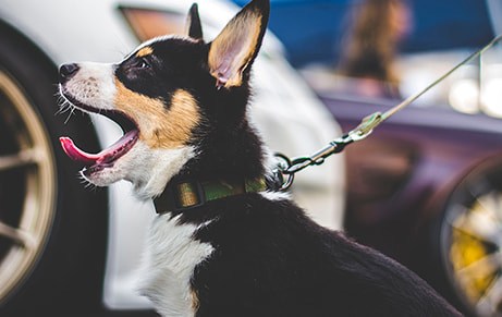 犬のイメージ画像