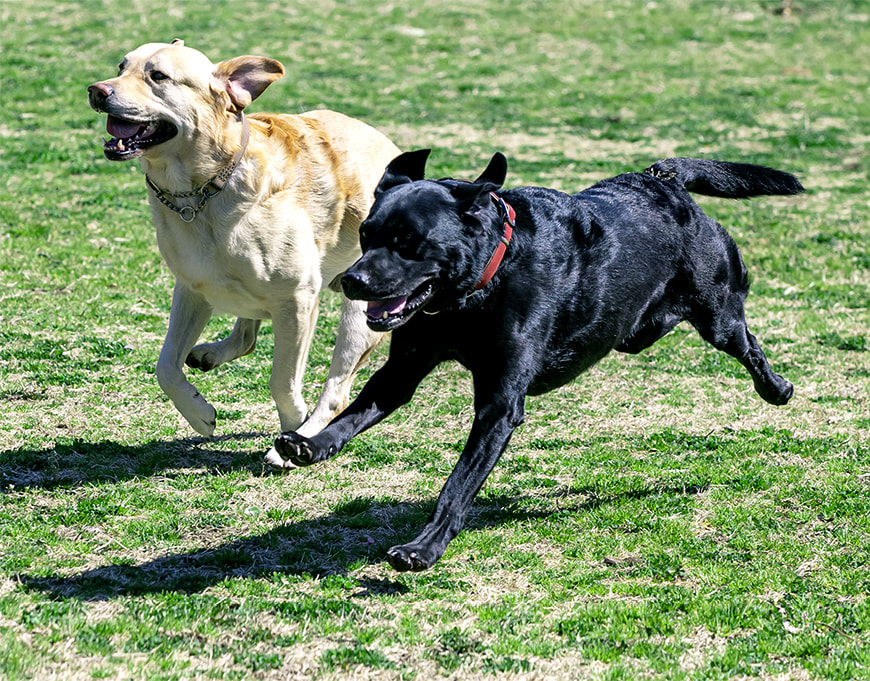 犬のイメージ画像