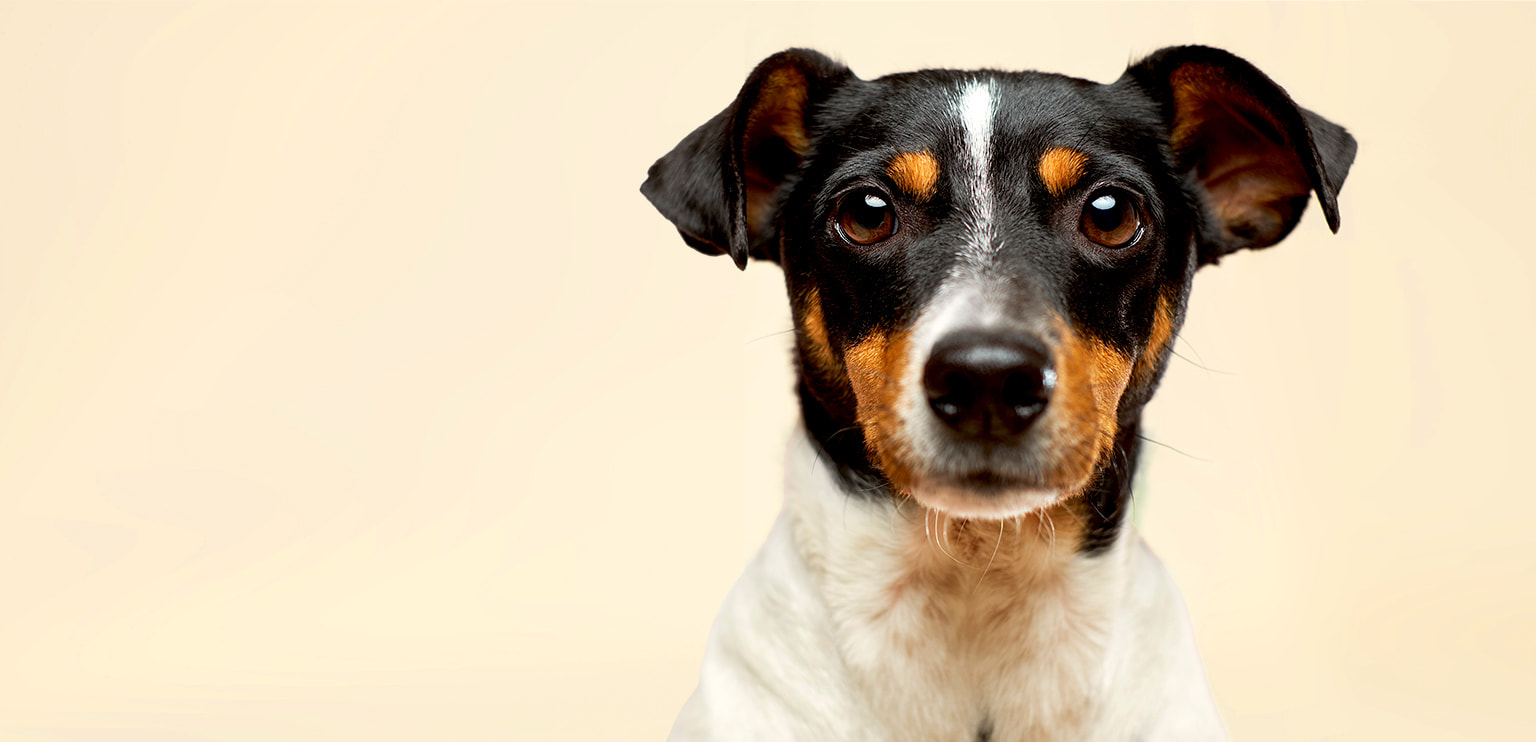 犬のイメージ画像