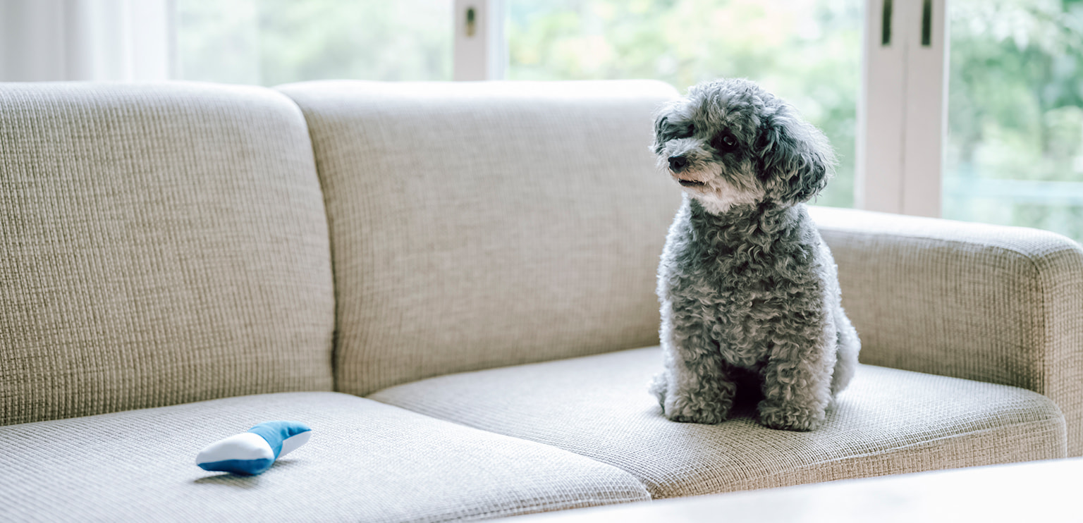 犬のイメージ画像