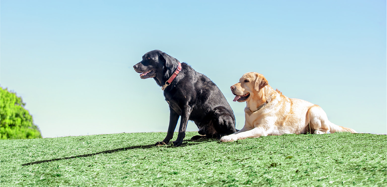 犬のイメージ画像