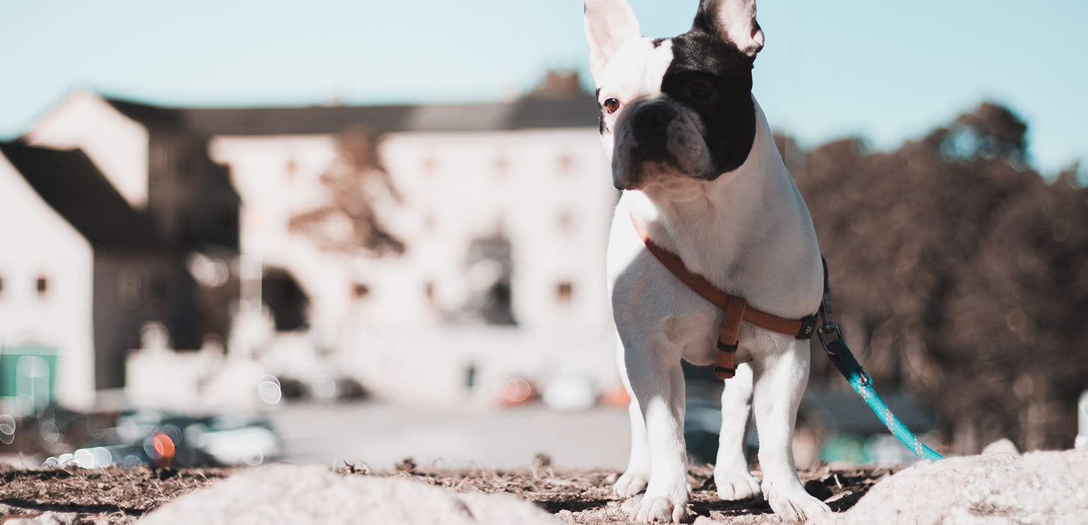 犬のイメージ画像