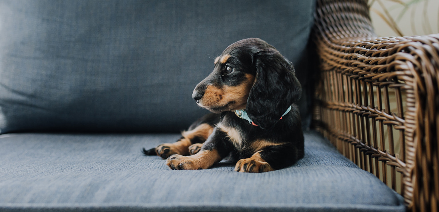犬のイメージ画像